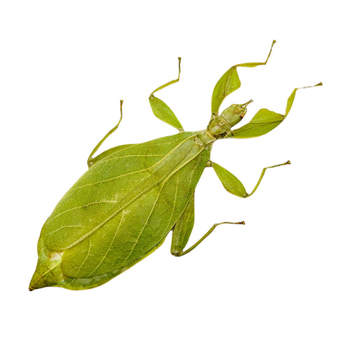 Green Leaf Insect Phyllium tobeloense bhaskarai (F)