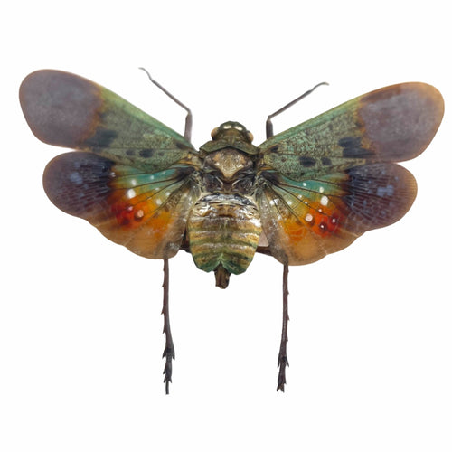 Green Orange Lantern Fly (Penthicodes farinosa peleng) Insect