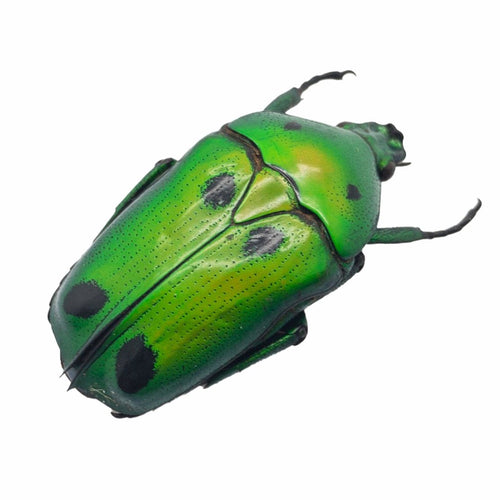Green Scarab Beetle (Heterorrhina sexmaculata)