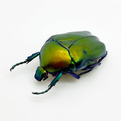 Green Scarab Beetle (Protaetia speciosa)