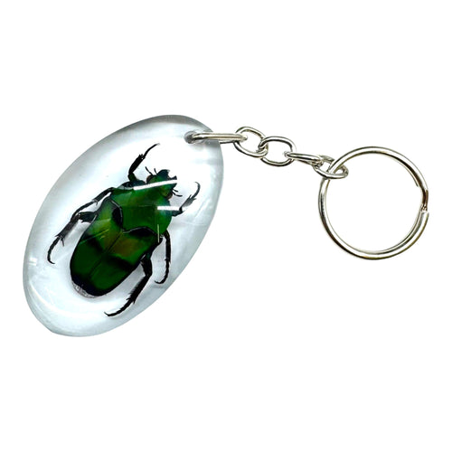 Green Scarab Beetle Resin Keyring (Heterorrhina sexmaculata)