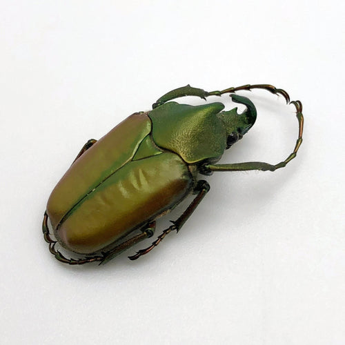 Green Scarab Beetle (Theodosia maindoroni)