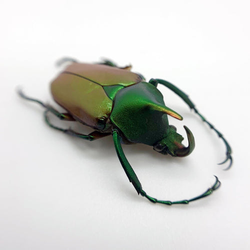 Green Scarab Beetle (Theodosia nobuyukii)