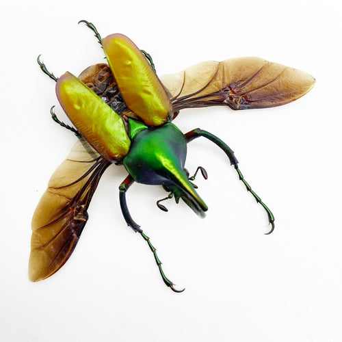 Green Scarab Beetle (Theodosia nobuyukii) (Spread)