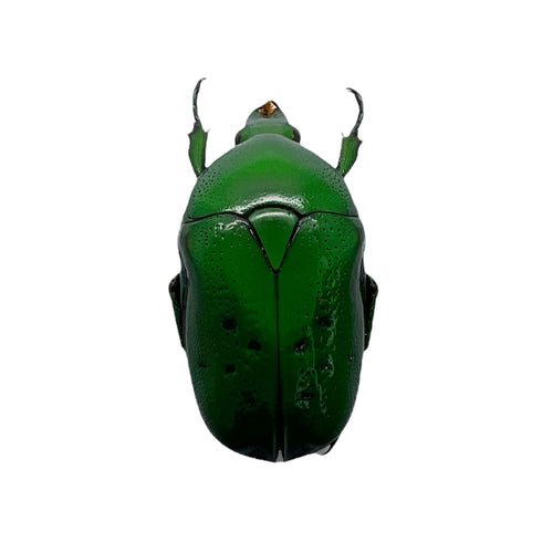 Green Spotted Scarab Beetle (Dymusia variabilis)
