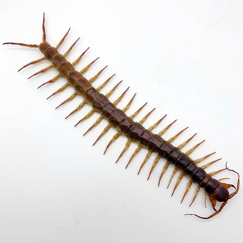 Huge Centipede 22CM (Scolopendra subspinipes)