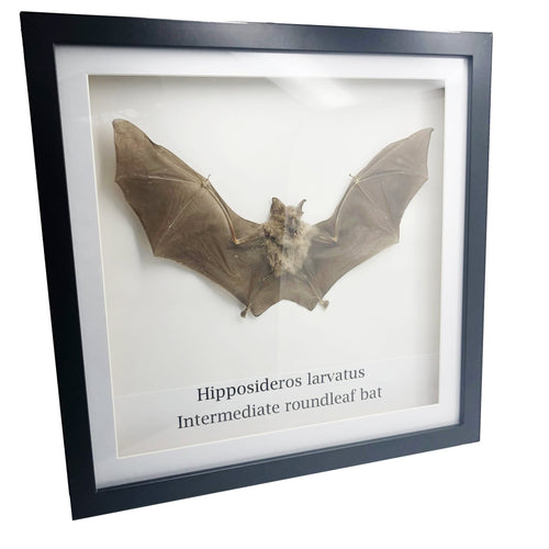 Intermediate roundleaf bat (Hipposideros larvatus) Mounted in Shadow Box