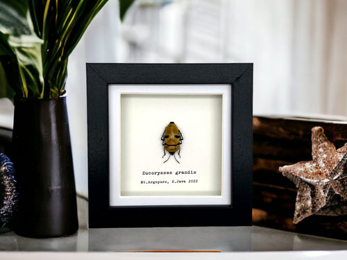 Jewel Man Face Shield Bug (Eucorysses grandis) Frame