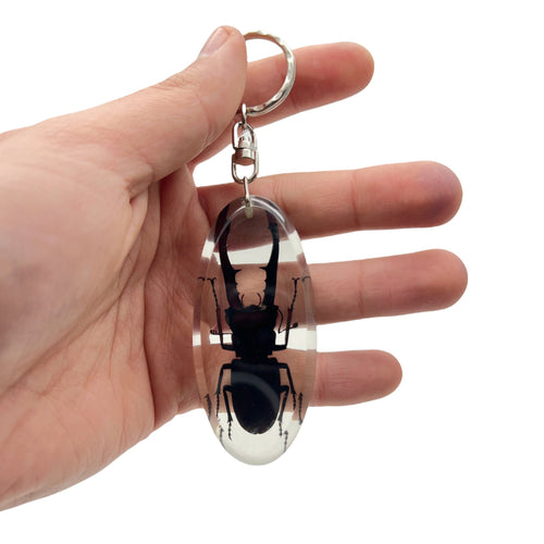 Keyring Resin Longjaw Beetle (Cyclommatus metallifer) Entomology Insect