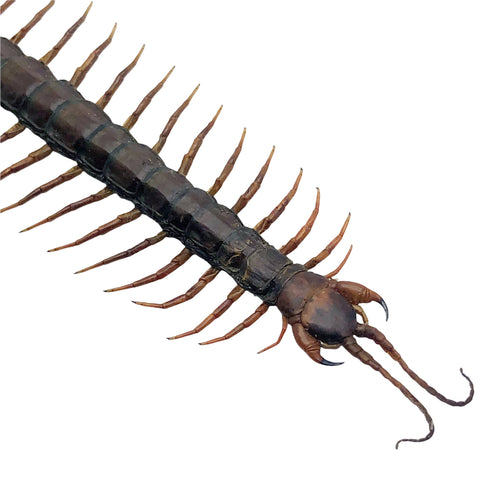 Large Centipede 16CM (Scolopendra morsitan)