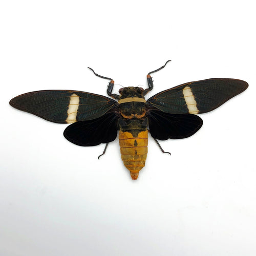 Large Orange Cicada (Tosena albata)
