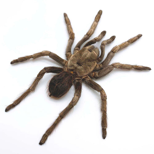 Large Rusty Birdeater Tarantula Spider (Acanthoscurria ferina) (SPREAD)