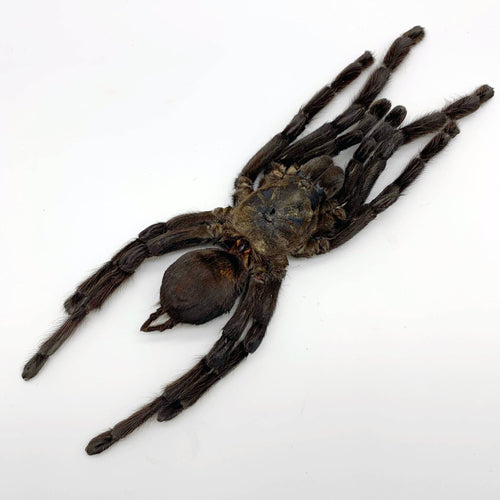 Large Spider Tarantula (Haplopelma minax)
