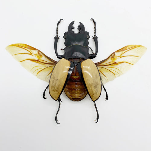 Large Spread Odontolabis ludekingi Stag Beetle