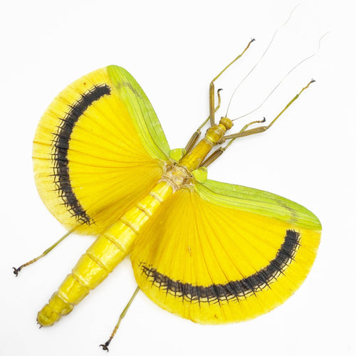 Large Yellow Phasmidae (Eurynecroscia nigrofasciata) (Spread) (M)