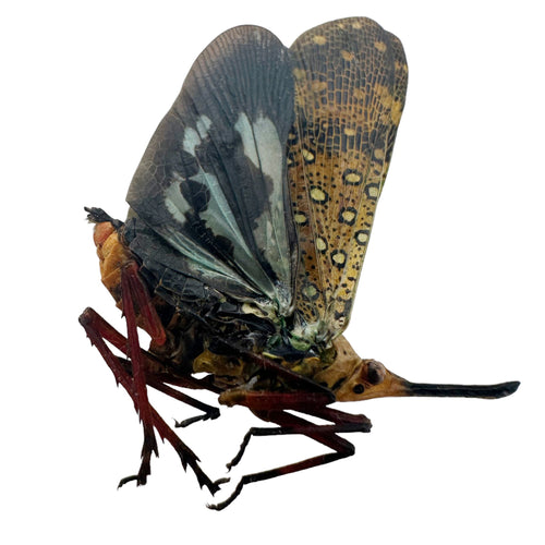 Leafhopper Lanternfly (Saiva Bullata)