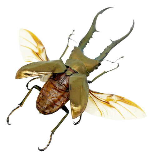 Longjaw Beetle Cyclommatus metallifer (SPREAD) (HUGE)