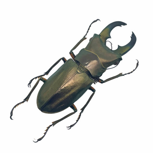 Longjaw Beetle Cyclommatus truncatus Insect