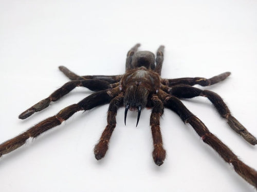 MEDIUM SPREAD Taxidermy Tarantula Spider Eurypelma spinicrus