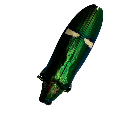 Metallic Green Jewel Beetle (Megaloxantha daleni)
