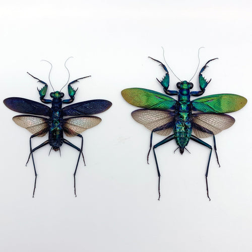 Metallic Praying Mantis Insect (Metallyticus Splendidus) (Pair) (Spread)