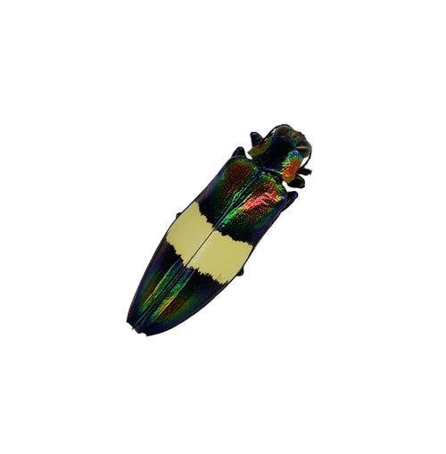 Metallic Wood Boring Beetle (Chrysochroa toulgoeti)