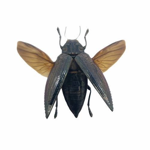 Metallic wood-boring beetle (Chrysodema elongata) (spread) Insect