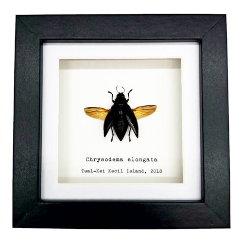 Metallic Wood-Boring Beetle Frame (Chrysodema elongata)