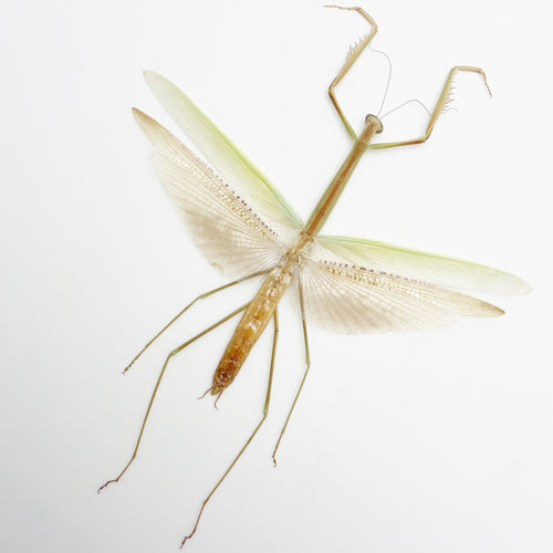 Narrow-winged Praying Mantis Insect Specimen (Tenodera angustipennis)