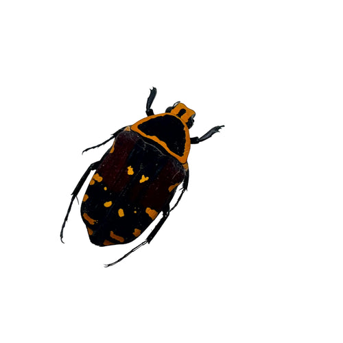 Orange and Black Spotted Scarab Beetle (Euchroea aurostellata)