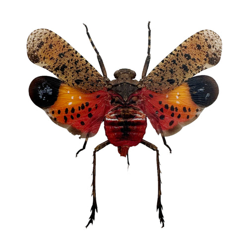 Orange Lantern Fly (Penthicodes pulchella) Bug
