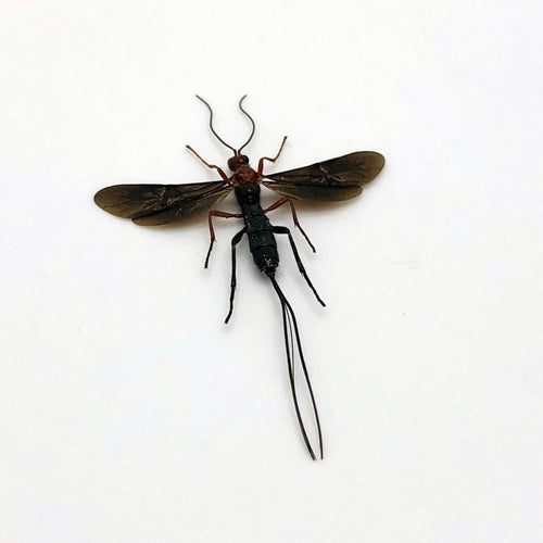 Parasitoid Wasp Braconidae sp 03