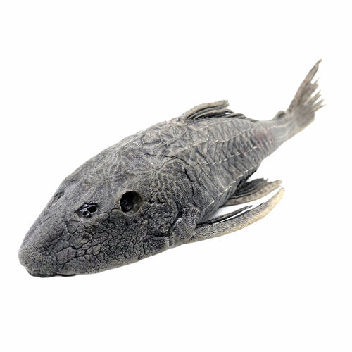 Pre-Historic Carachama Armored Catfish (Pseudorinelepis genibarbis) Peru