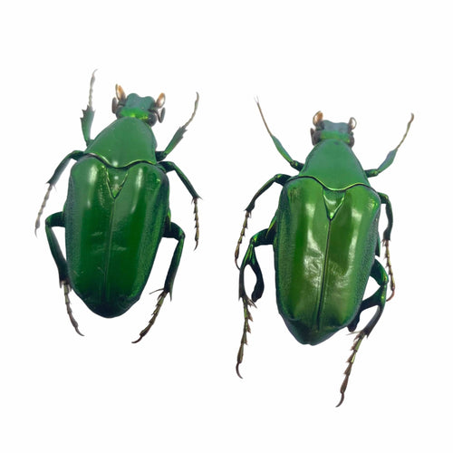 (Pseudochalcothea planiuscula) (PAIR) Scarab Beetles Insect