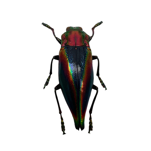 Rainbow Jewel Beetle (Cyphogastra javanica)