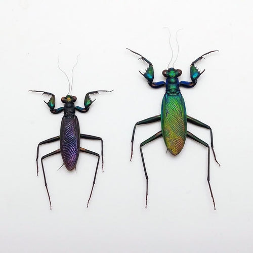 Rare Metallic Praying Mantis (Metallyticus Splendidus) (Pair)