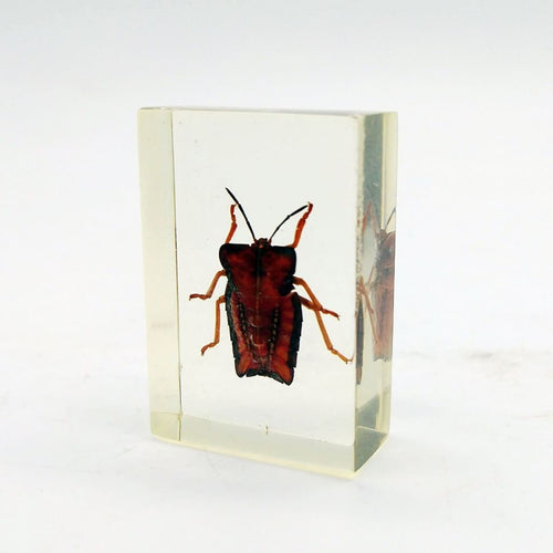 Real Insects Taxidermy Bugs Paperweight in Acrylic Block