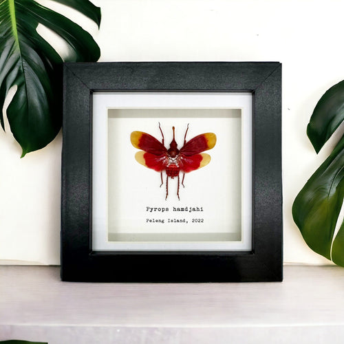 Red and Yellow Snout Nose Lantern Fly Frame (Pyrops hamdjahi)