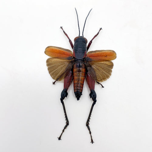 Red Banded Cricket (Phalaca Grylloides Rufovittata) (Spread)