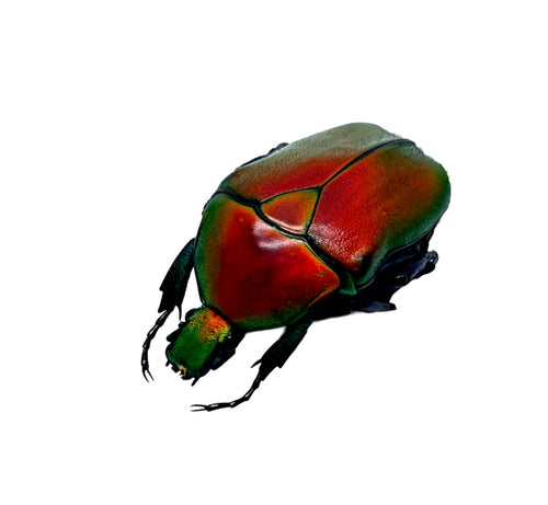 Red Flower Scarab Beetle (Torynorrhina flammea)