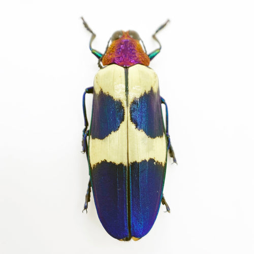 Red Speckled Jewel Beetle (Chrysochroa buqueti rugicollis) Insect