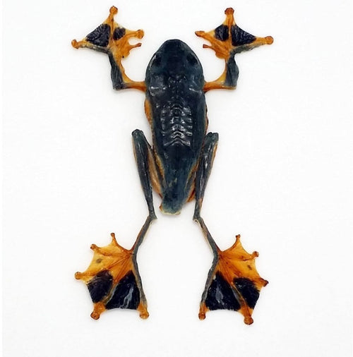 Rhacophorus Reinwardtii Flying Frog