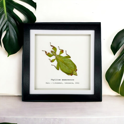 Rusty Green Leaf Insect Frame (Phyllium mamasaense)