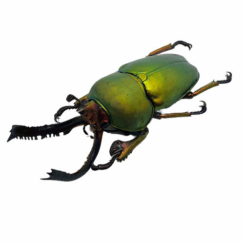 Saw Tooth Green Stag Beetle (lamprima adolphinae) (MALE)