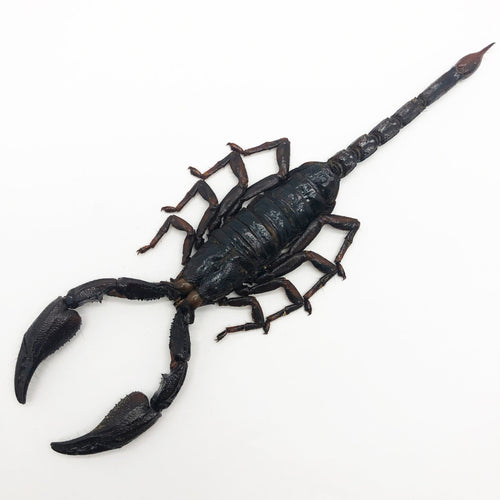 Scorpion Heterometrus Liophysa