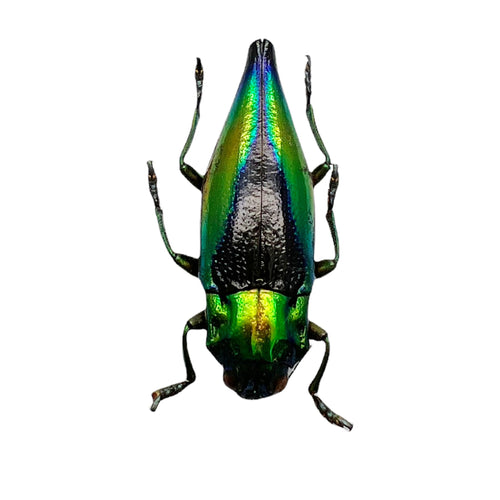 Shiny Green Jewel Beetle Cyphogastra calepyga