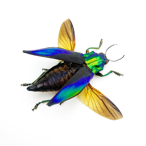 Shiny Green Jewel Beetle Cyphogastra calepyga (Spread)