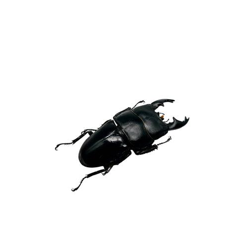 Short Horn Stag Beetle (Dorcus alcides)