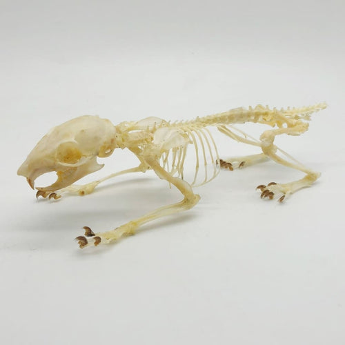 Squirrel Callosciurus notatus FULL SKELETON