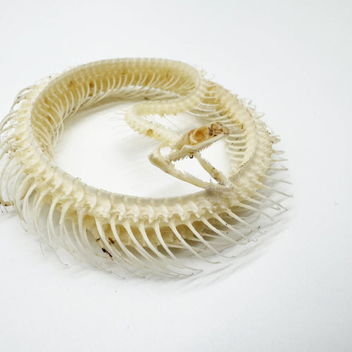 Striped Keelback Snake Full Skeleton (Xenochrophis vittatus) Osteological Specimen